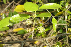 Plecospermum spinosum
